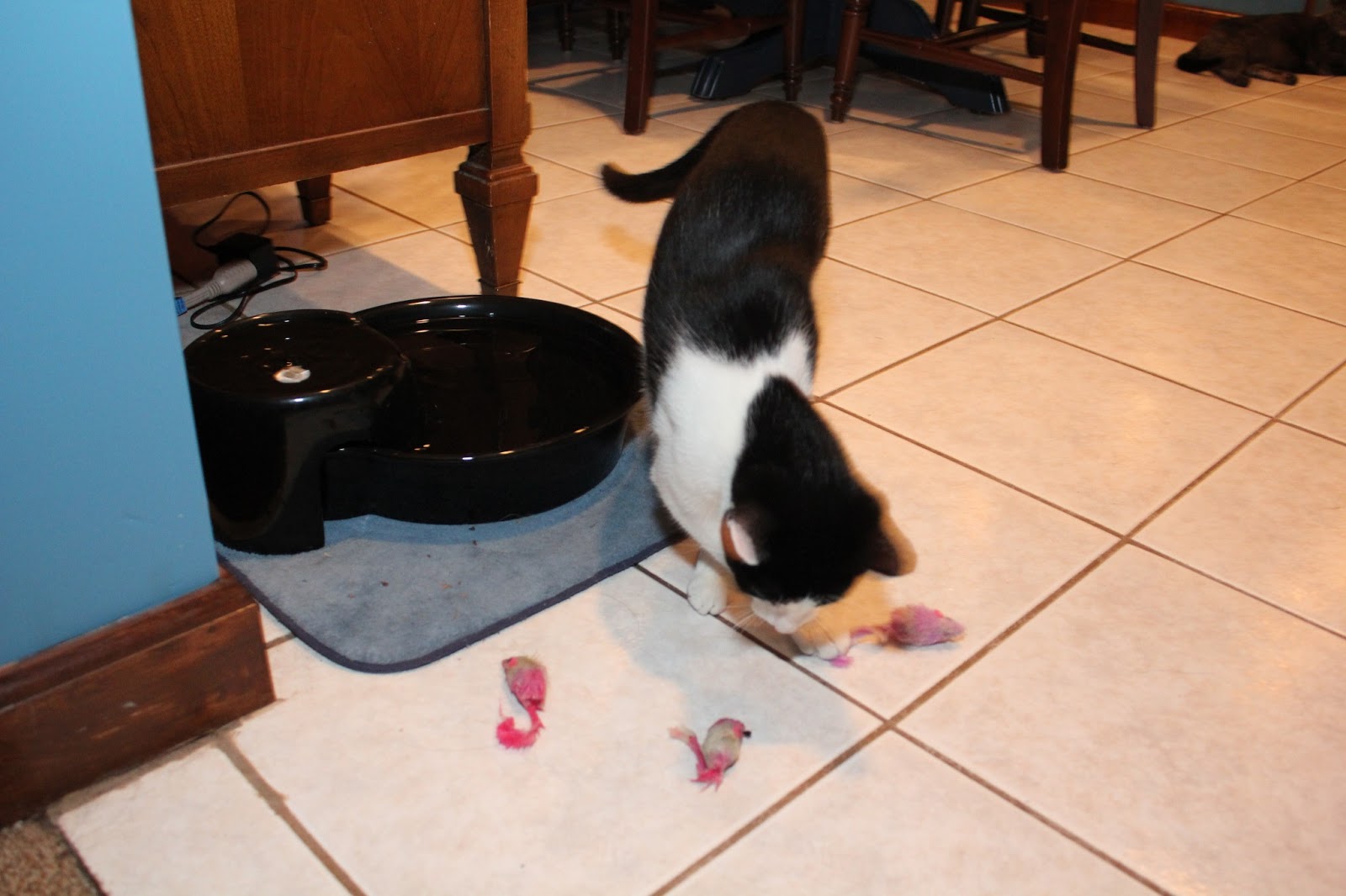Cat plays with 3 wet toy mice