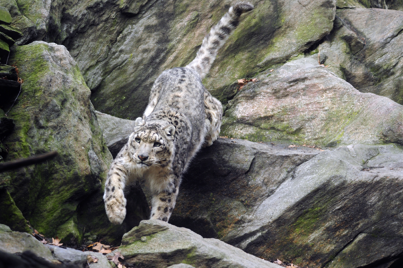 The Snow Leopard - SNSH