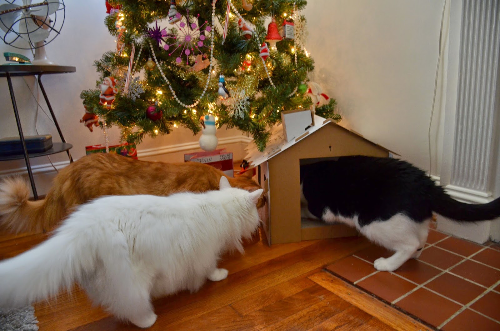 I got the cats a new gingerbread house and they were very excited to