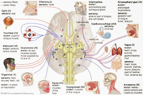 Spirited Speech Pathology: Cranial Nerves