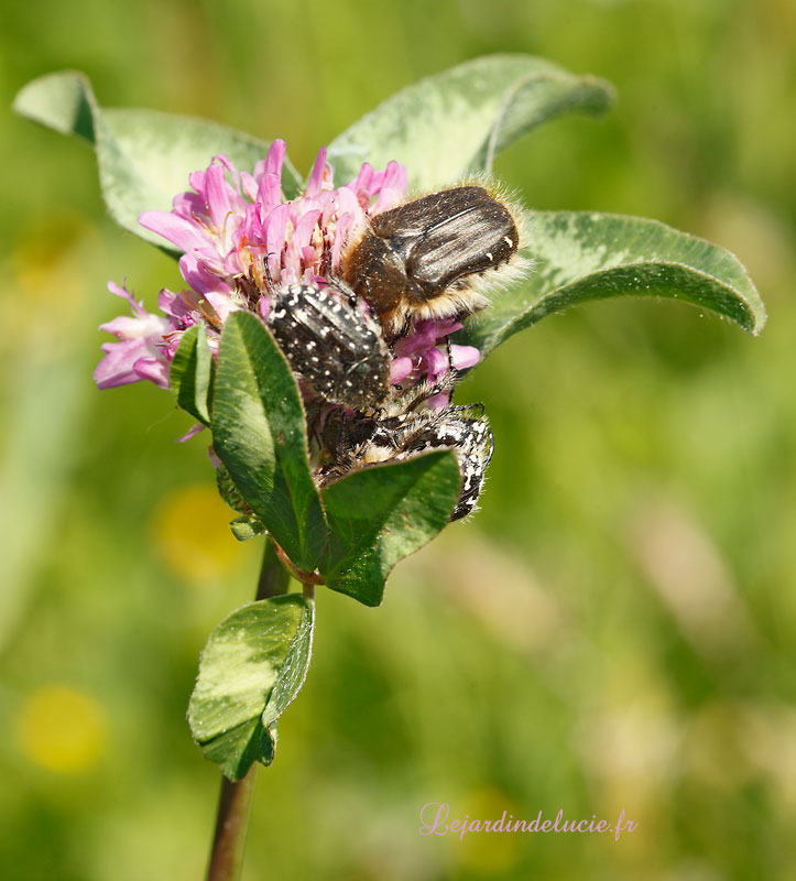 ☑ quel insecte mange les boutons de rose