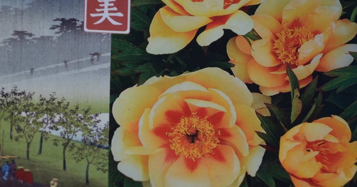 Southern Peony: 2013 Monrovia Itoh Peony 'Misaka'™ 美 (Beautiful Blossom