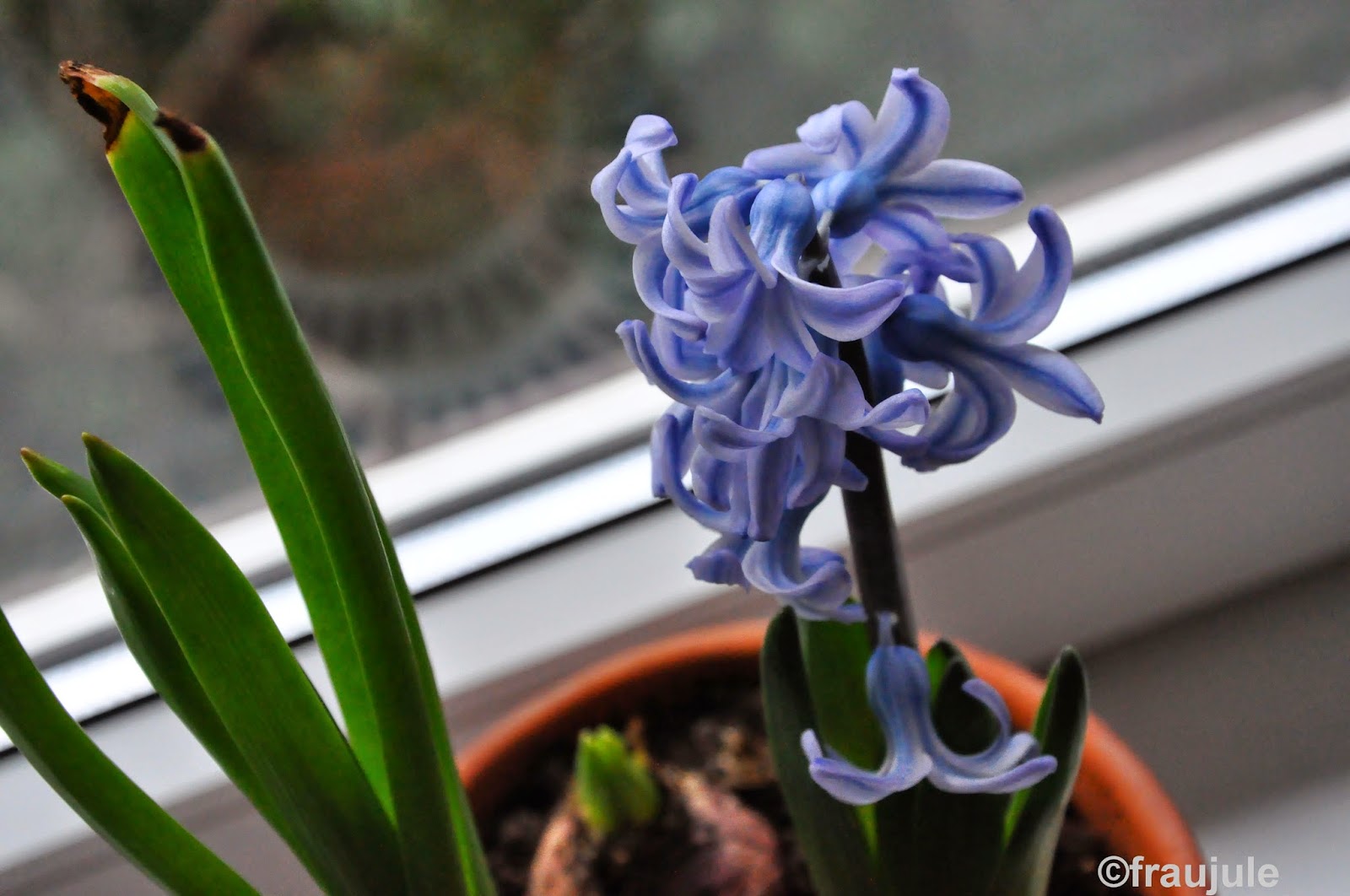 Diy or die!: januar 2015 Fruhling vorhänge