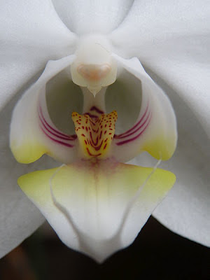 how to care for orchids