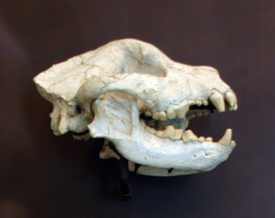 carnivora fossil skull Borophagus