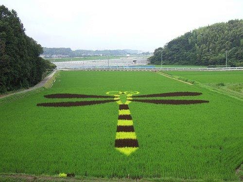 (GAMBAR) Sawah Padi di Jepun Yang Tersangatlah Kreatif