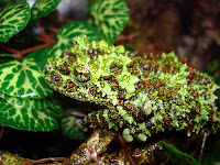 7 Katak Paling Unik Di Dunia Theloderma corticale