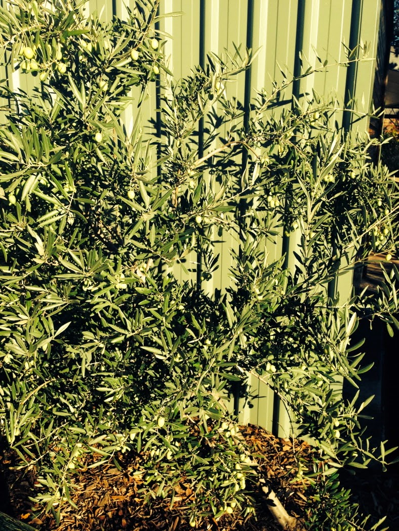 Jarhead Pickling Blog Olives The Curing and Preserving Process Stage 1