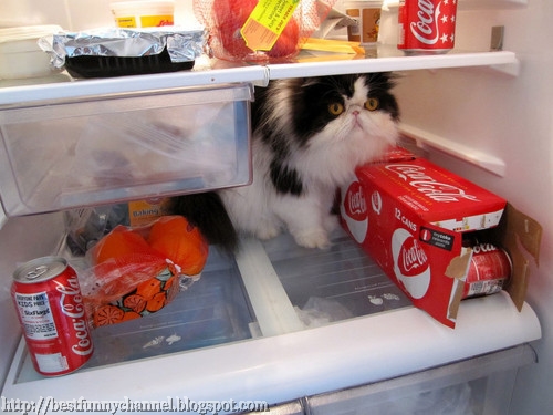 funny cat in the refrigerator