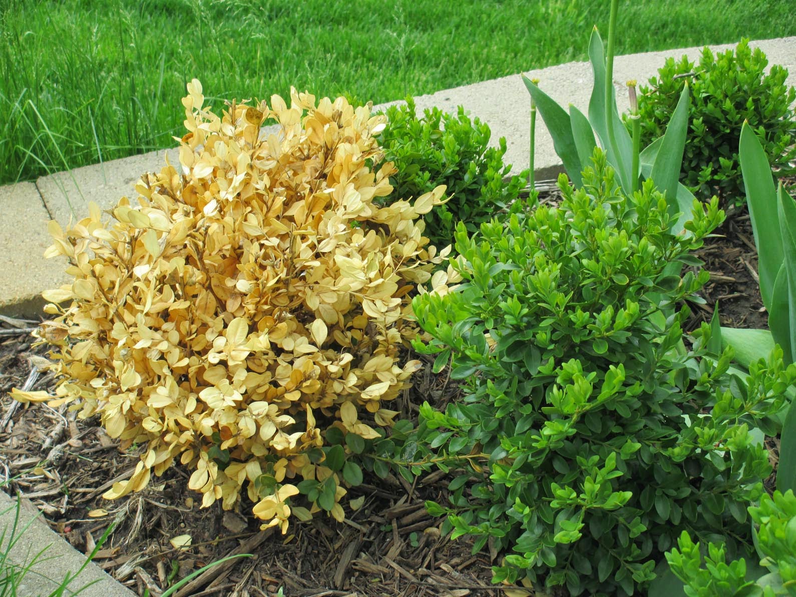 Garden Fancy May 2014