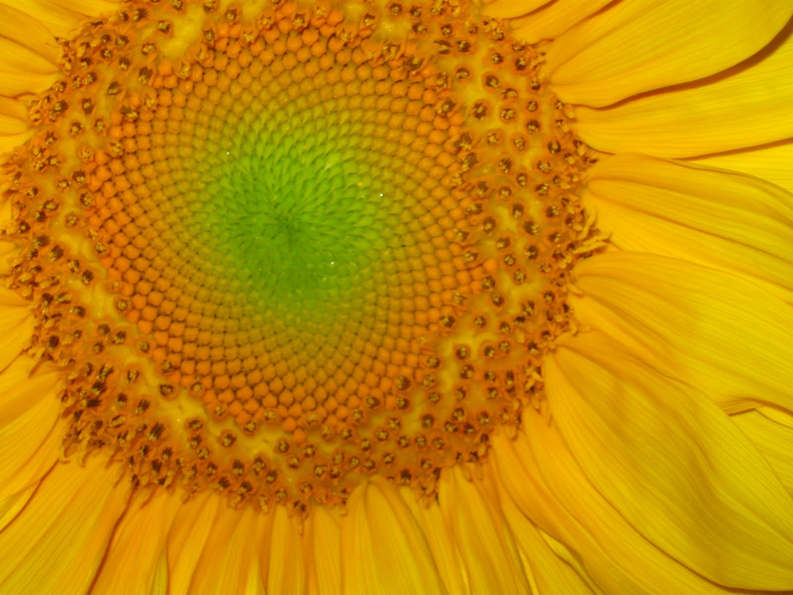 Inverbrook Farm Today's Full MoonThe Flower Moon