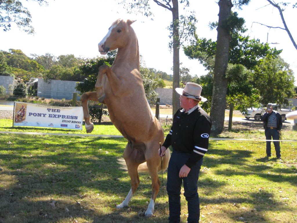 Caballo Brumby Australian+Brumby2