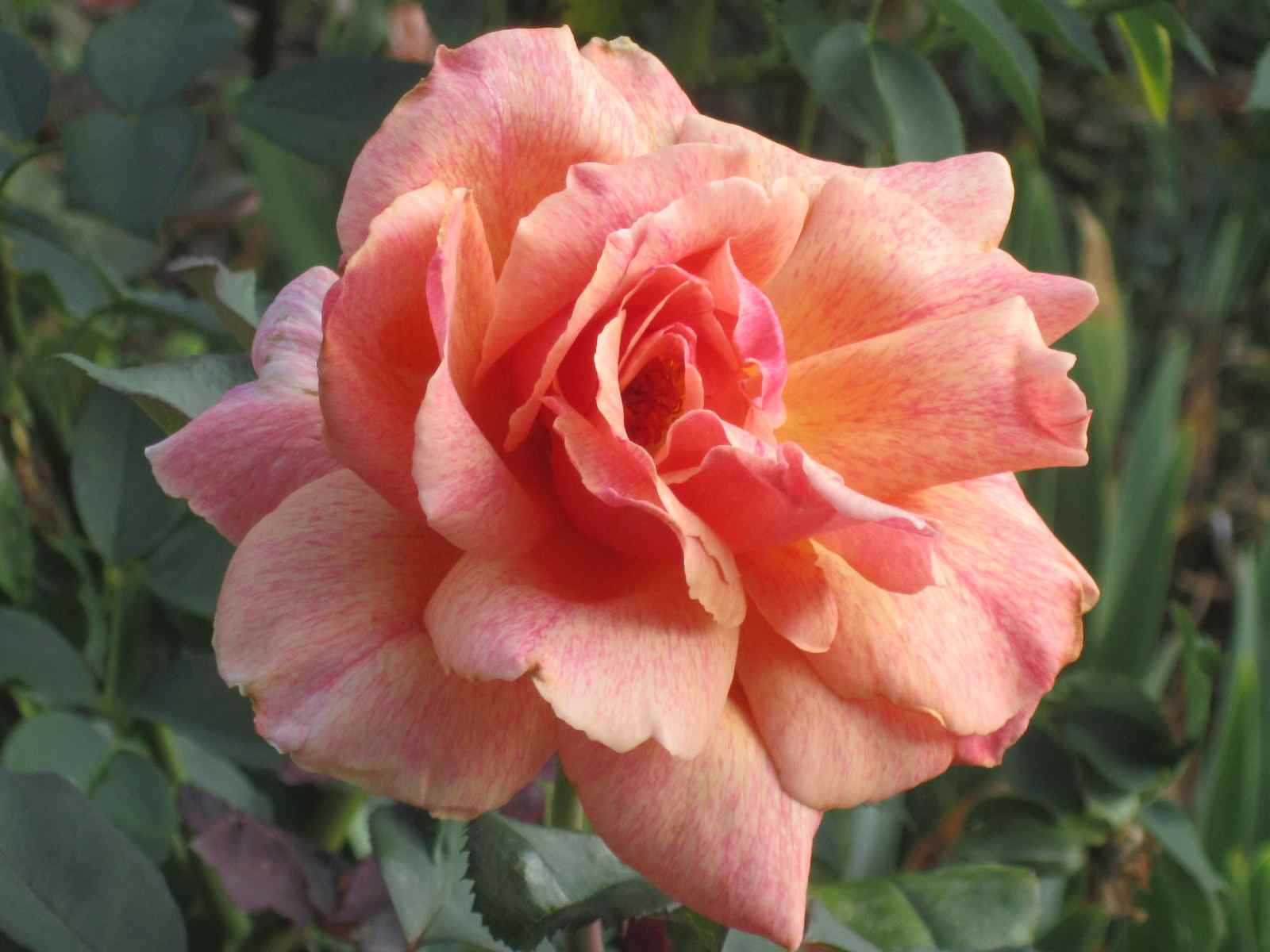 Roses and Other Gardening Joys The Big Bloom