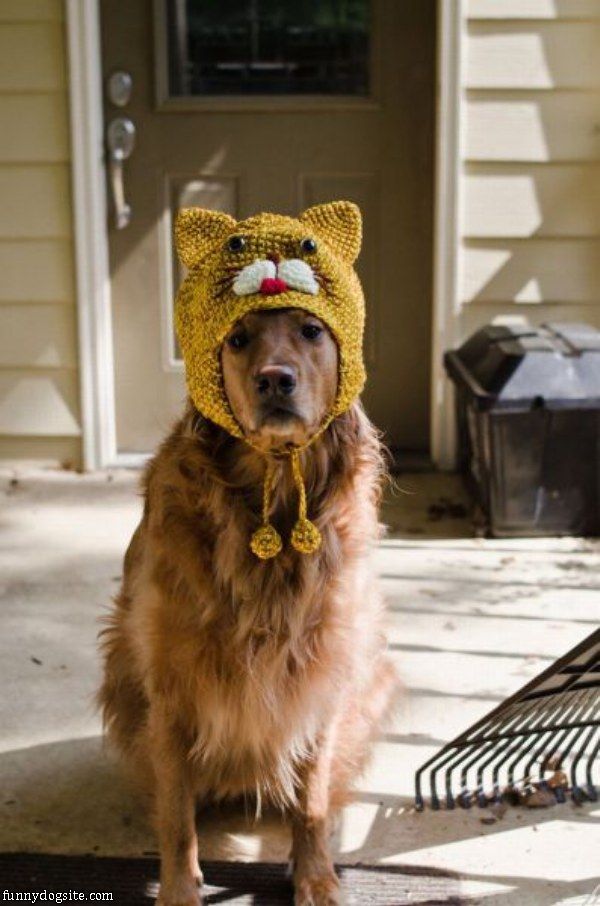 foto anjing lucu