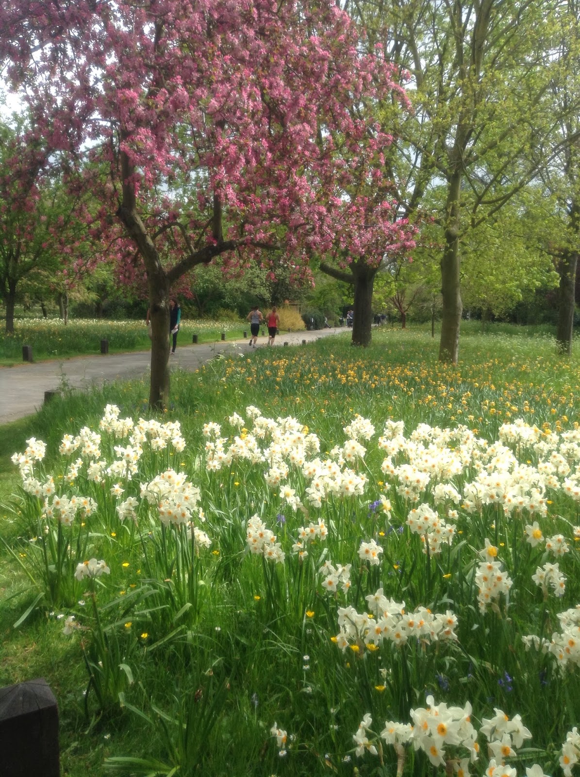 Early Spring Blossoms in the Wilderness, Hampton Court Gardens, Photo by Mercurelli's Garden Design Early Spring Blossoms in the Wilderness, Hampton Court Gardens, Photo by Mercurelli's Garden Design