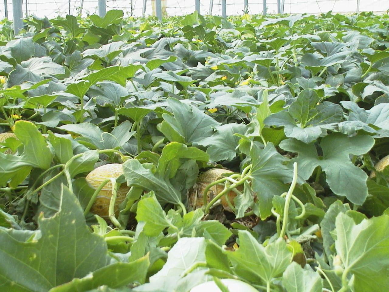 FITOSOFIA CULTIVO DE MELÓN EN INVERNADEROPRIMERA PARTE