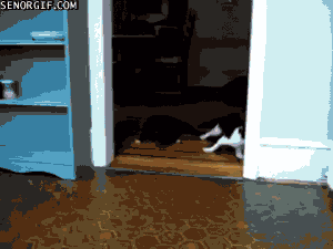 drunk drugged funny cats falling over cats falling down funny