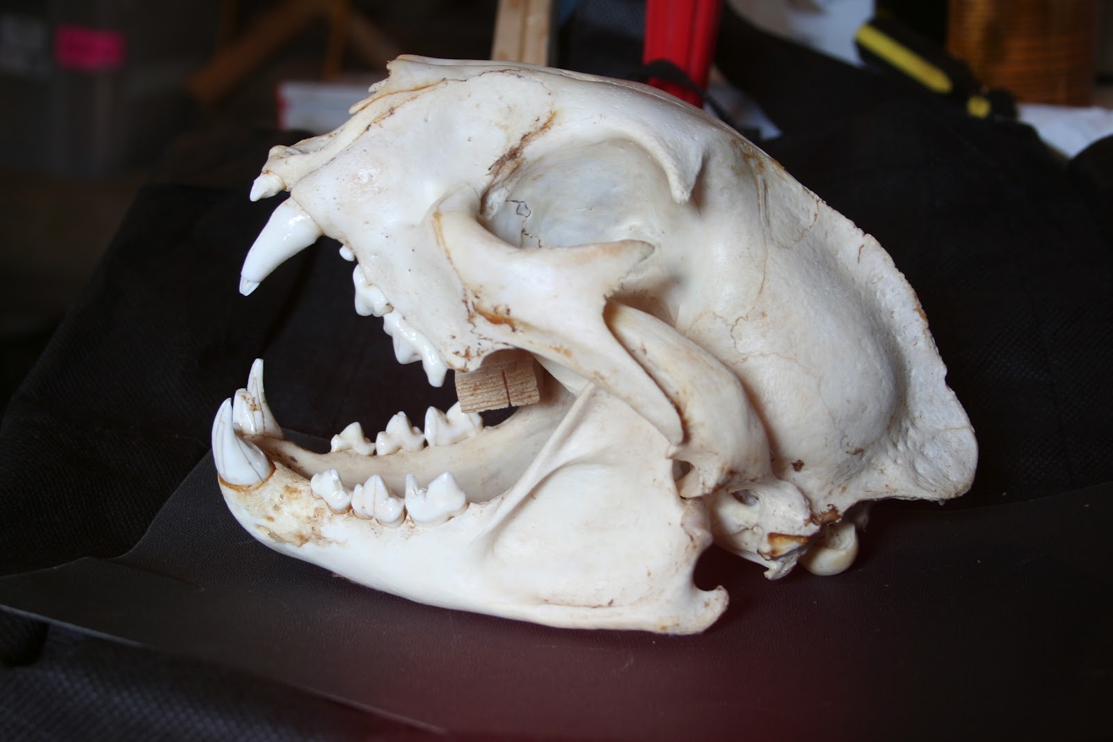 The Curious Disappearance of Seamus Muldoon: LIONS AND ...