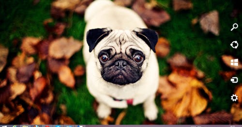 Pug Dog Theme For Windows 7 And 8 8 1 Ouo Themes