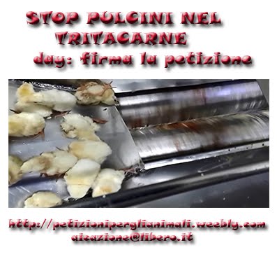 STOP PULCINI NEL TRITACARNE ! Firma la petizione.... anche on line