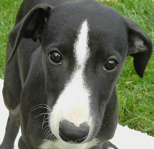 Whippet Puppies Dogs For Sale Near Me In Massachusetts