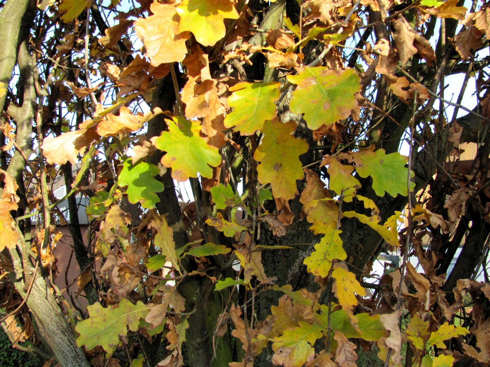 Quercus robur /"Fastigiata Koster/" schlanke Säuleneiche veredelte Pflanze