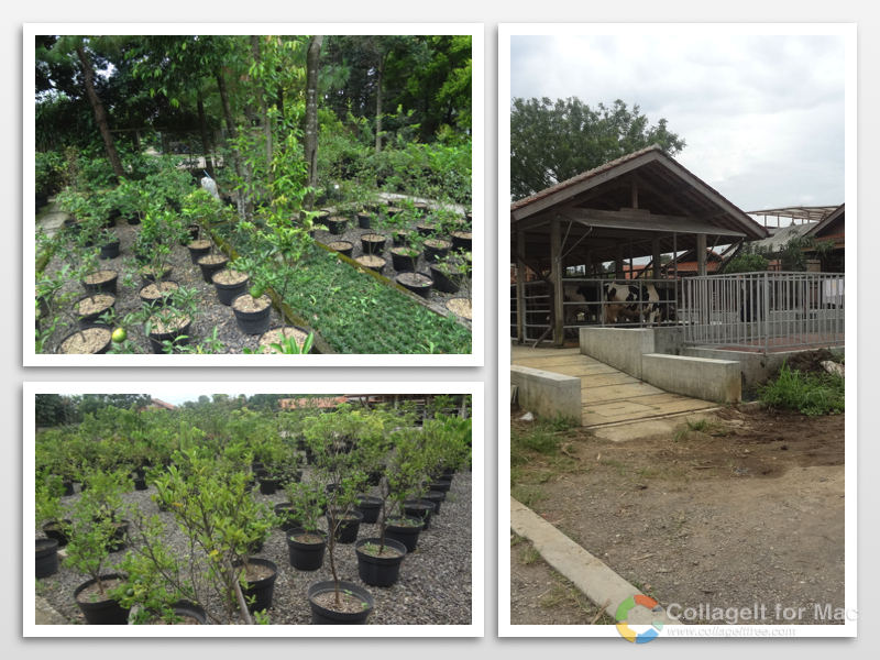 Me and Mine: Kuntum Nursery Farm Field