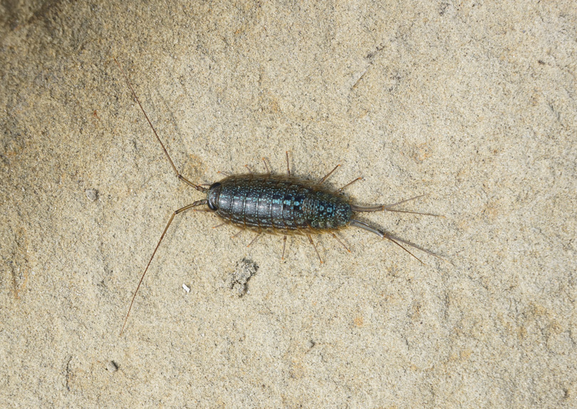 Sea Roach