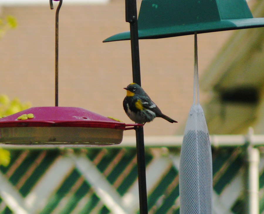 Portland Oregon Backyard Birds