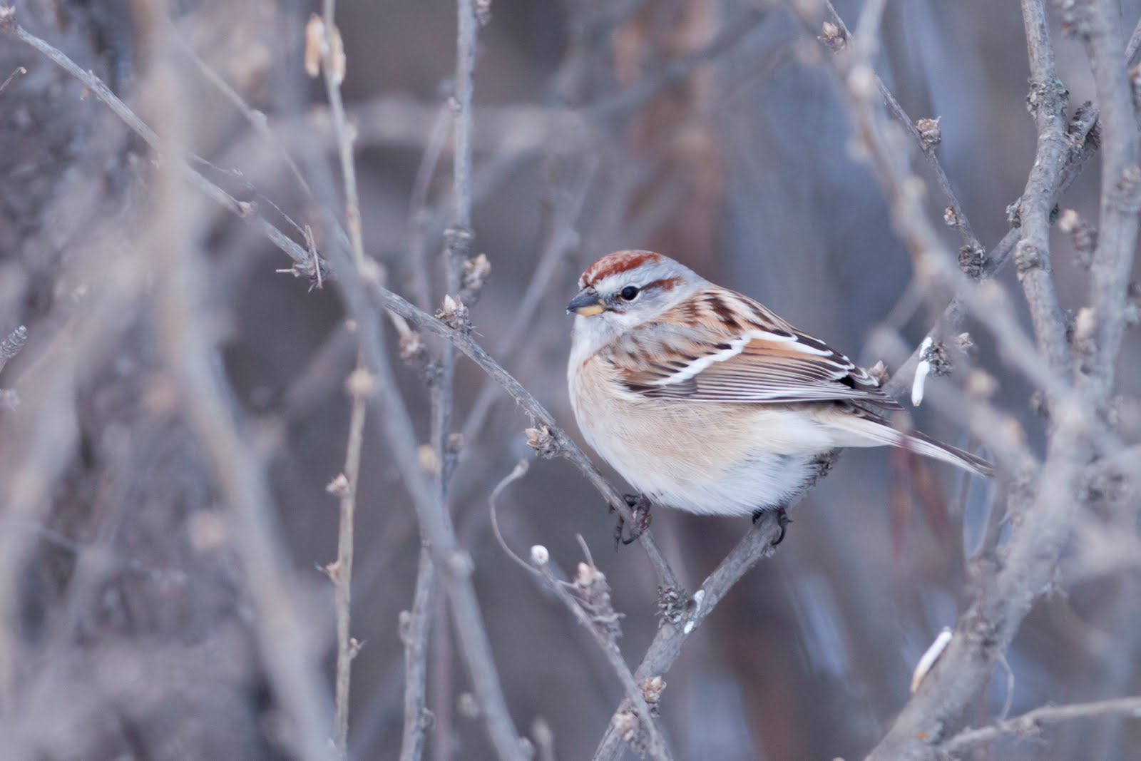 josh covill s birding blog new years birding 2017 josh covill s birding blog new years birding 2017