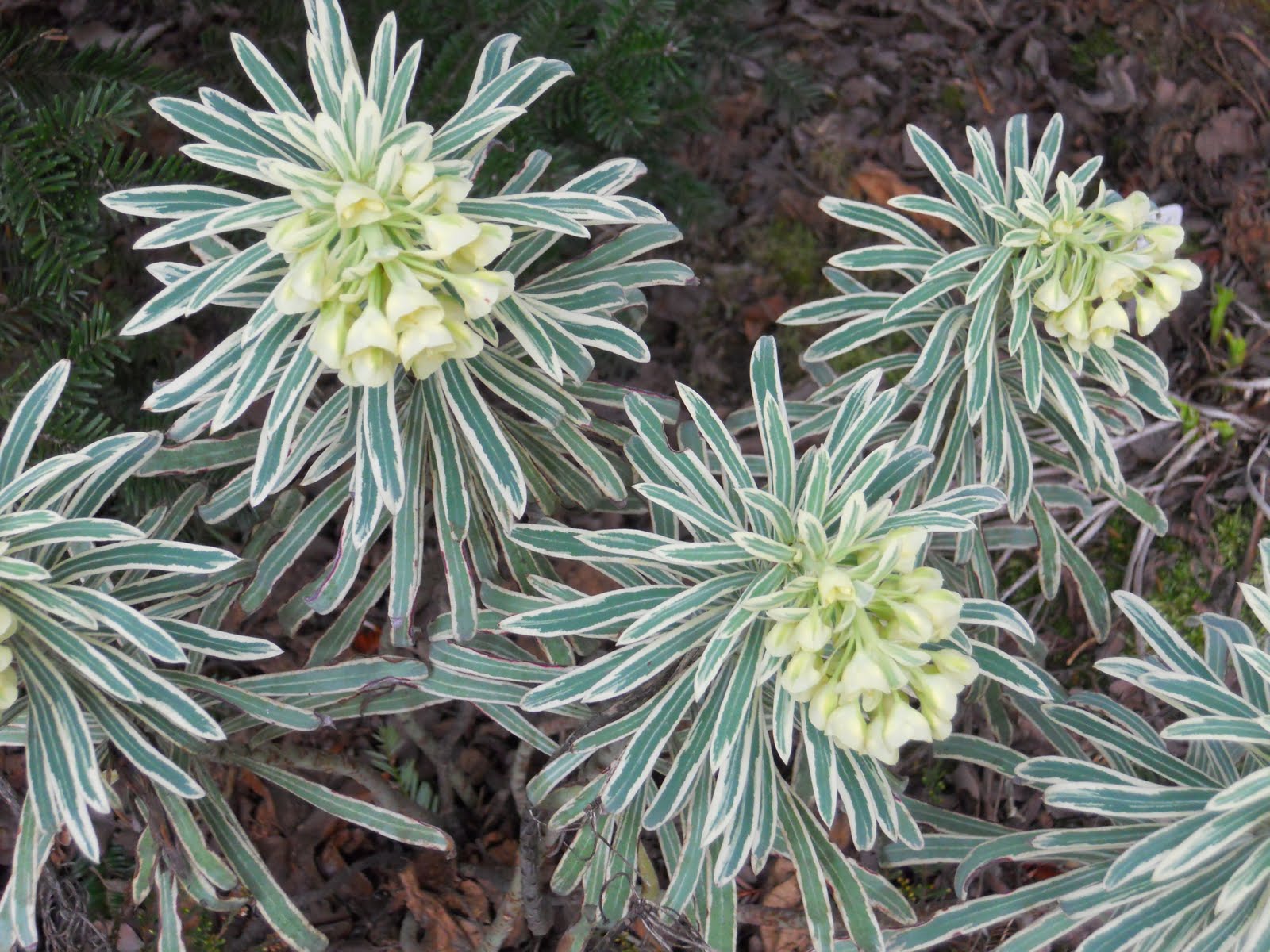 Beech Street Gardens Glacier Blue Euphorbia