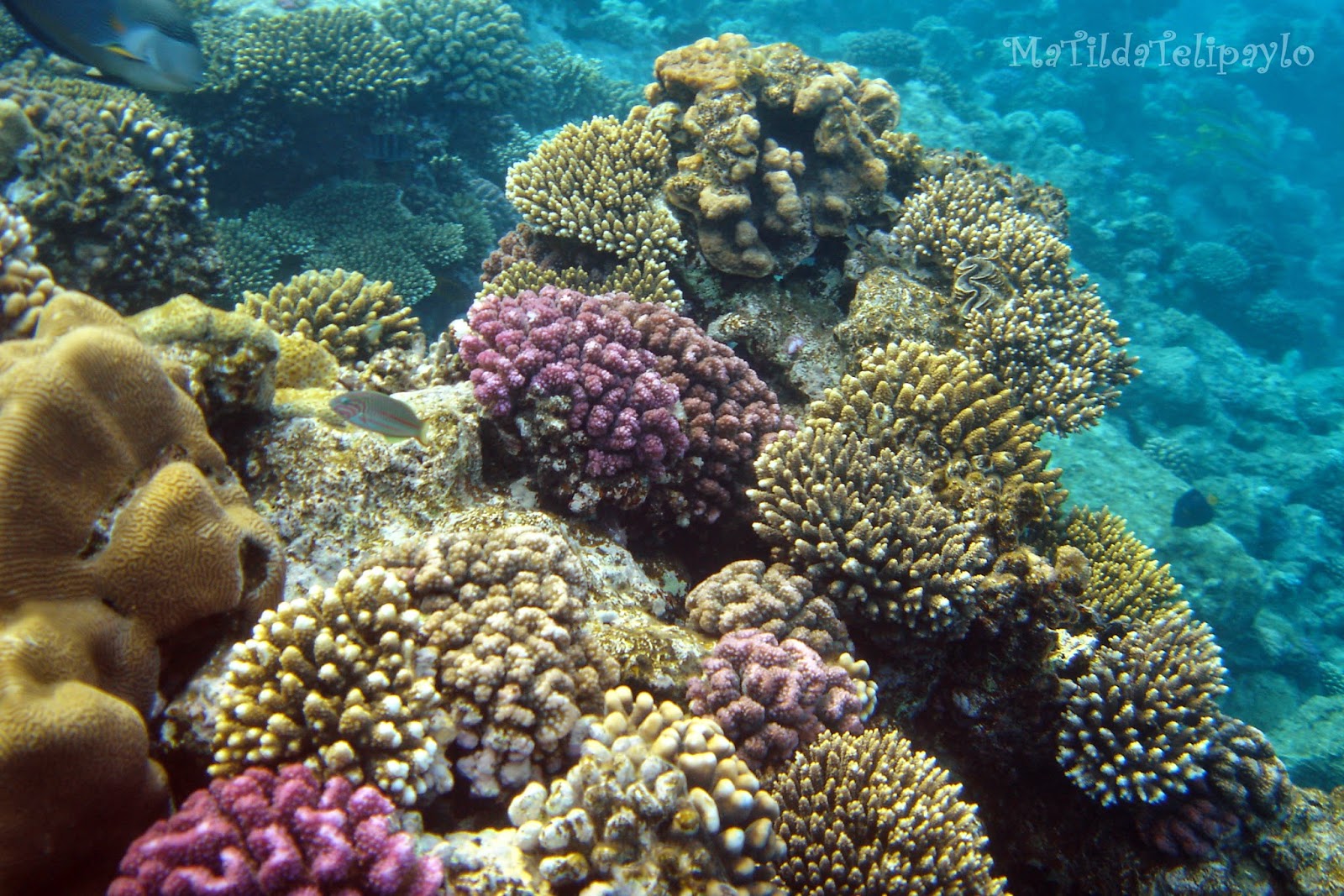 Фото Под Водой В Море