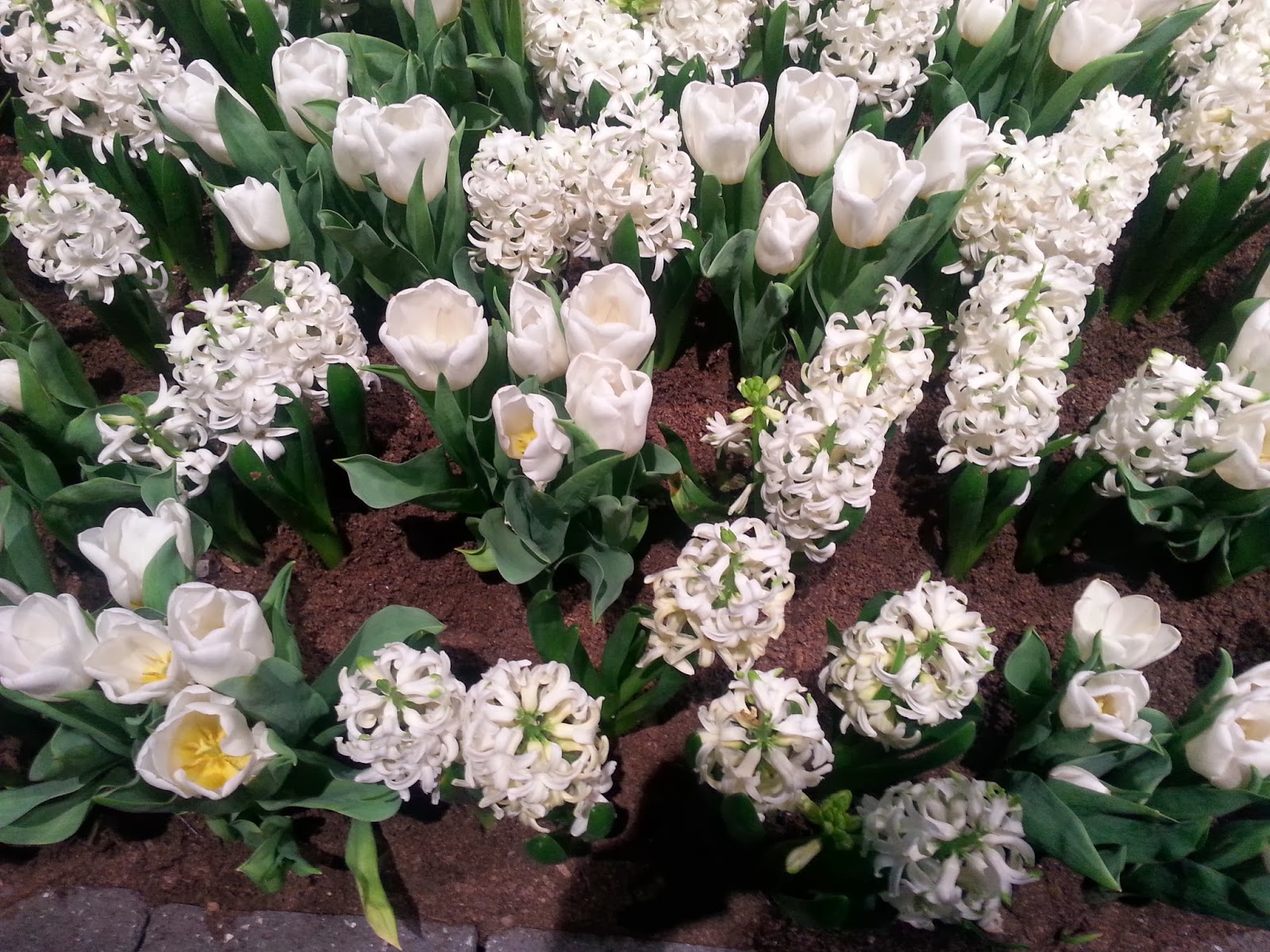 Primary Inspiration A Breath of Spring