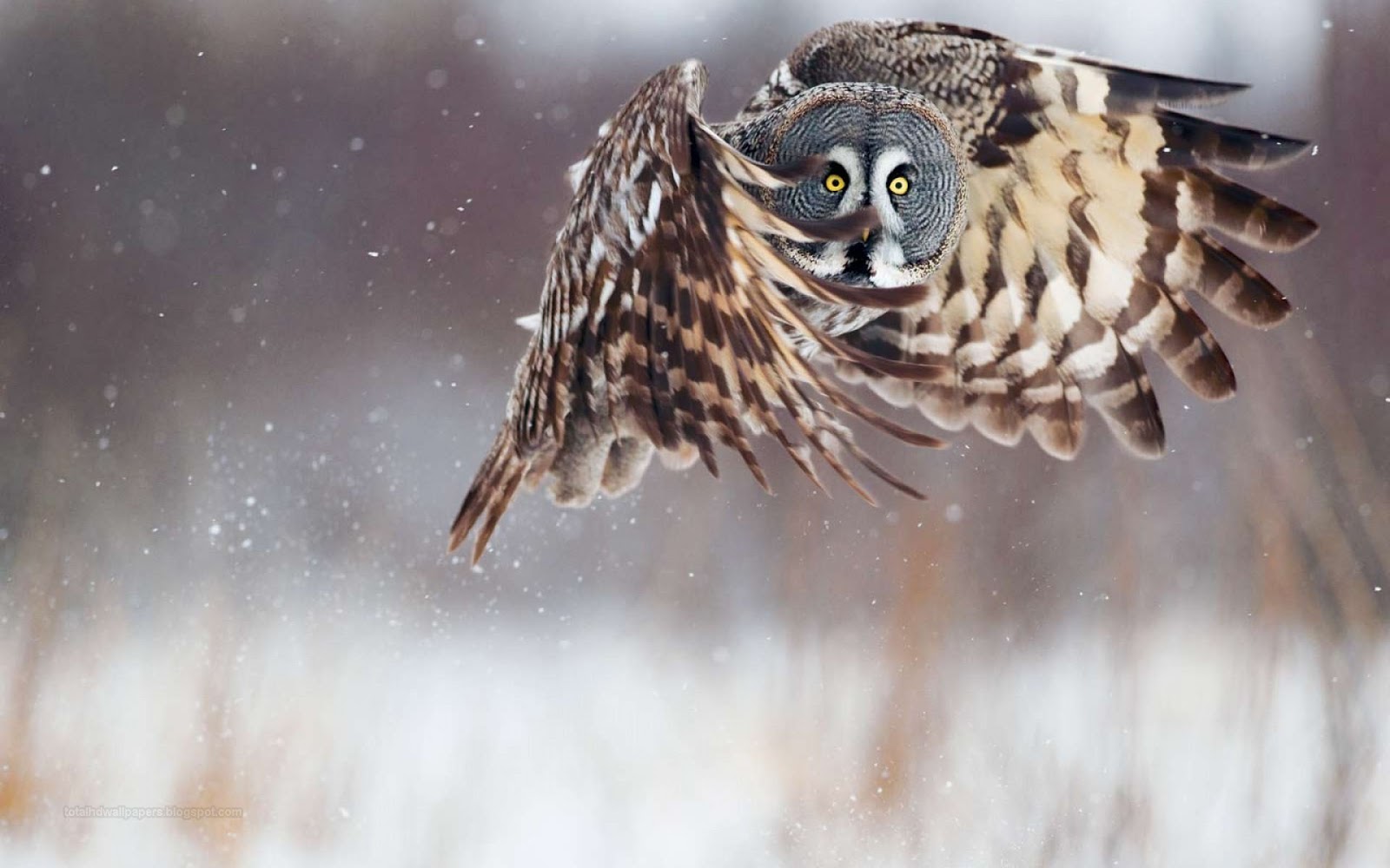 HD Wallpapers: Owl hd wallpapers