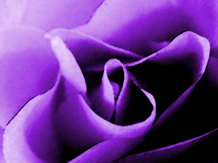 One purple rose