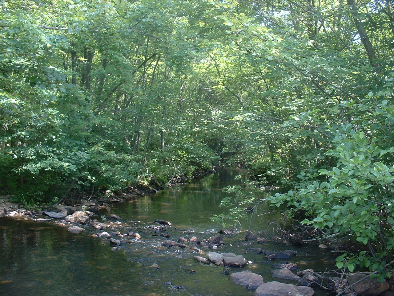 Frank's Place Stafford Meadow Brook