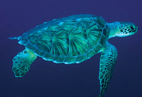 Sea Turtle Turtle About Fact