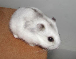 Hamster winter white