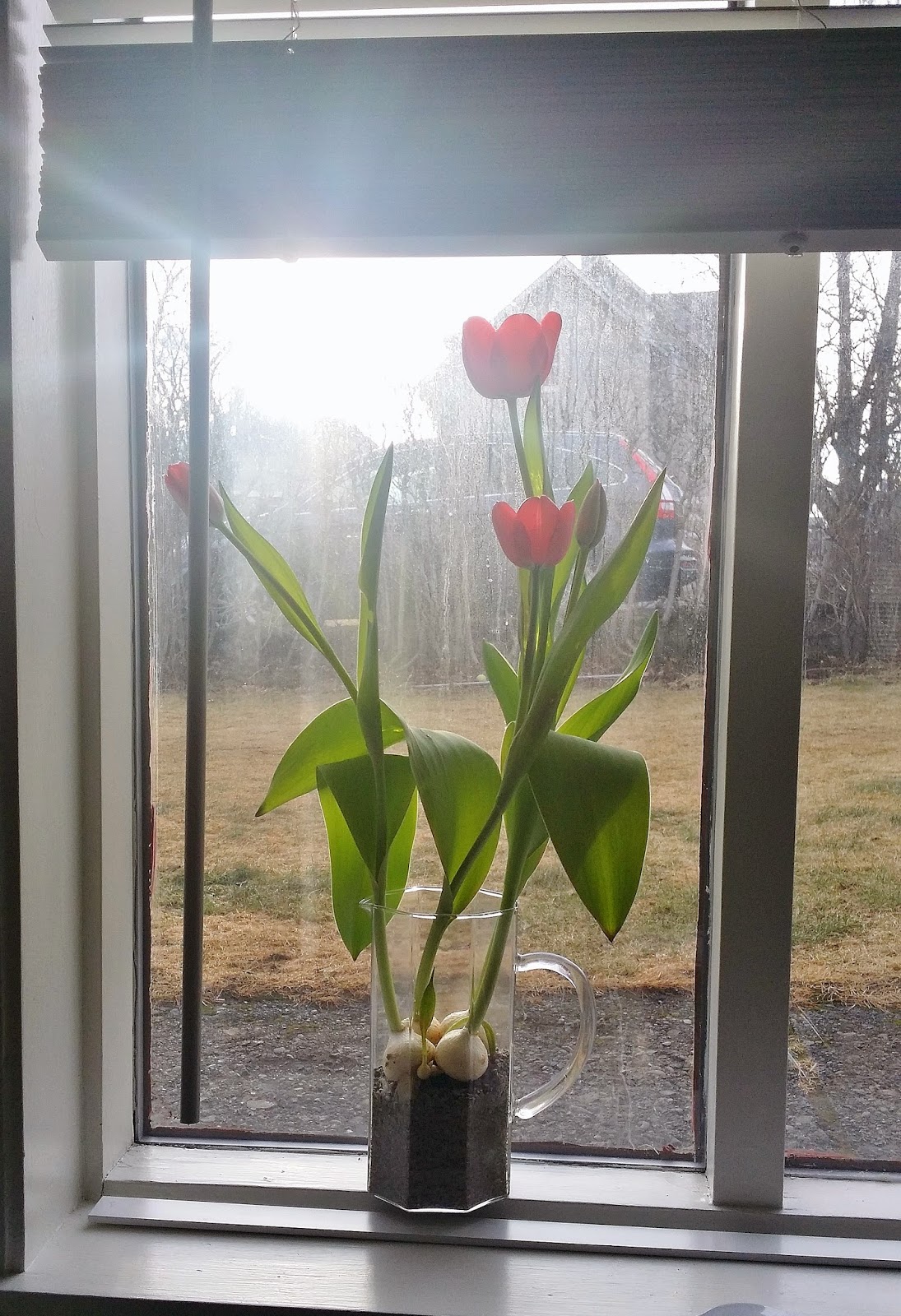  Basement experiments Forcing tulips