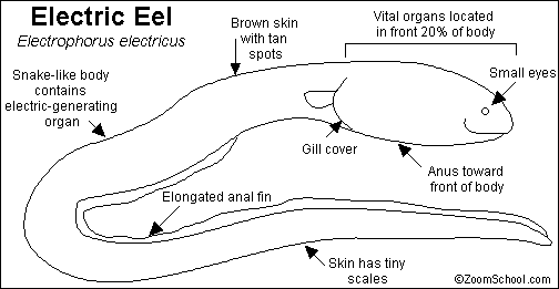 An Eelectric Wonder - The Eel