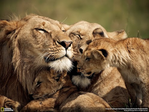 South African Wildlife