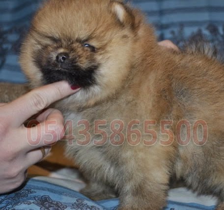 pomeranian fiyat satılık yavru k 246 pek ilanı boo pomeranian boo pomeranian fiyat satılık yavru k 246 pek ilanı boo pomeranian boo