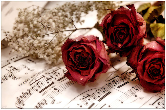 Ảnh đẹp valentine ý nghĩa Ảnh đẹp valentine ý nghĩa