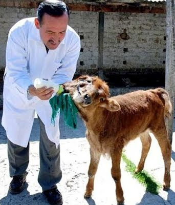 Most Unusual And Weird Creatuers On Earth