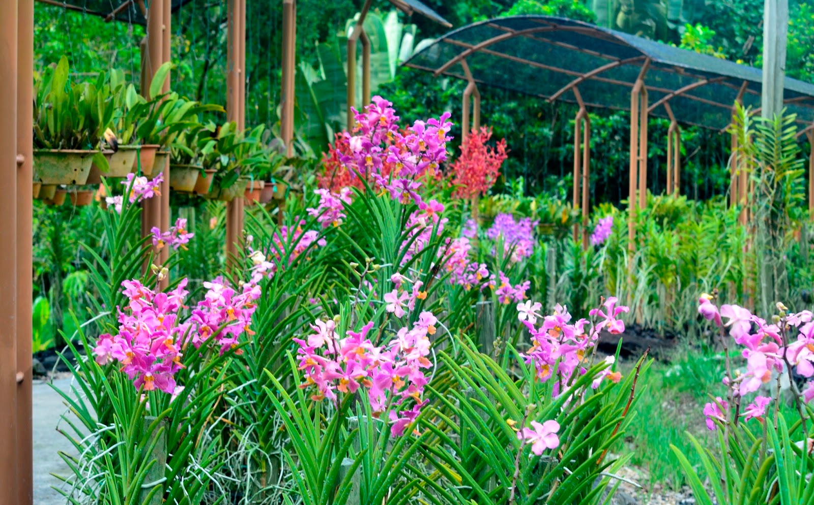 My Sarawak (3rd Ed.) Orchid splendour at Taman Orkid, Kuching.