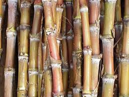 manis gula tebu,gula tebu