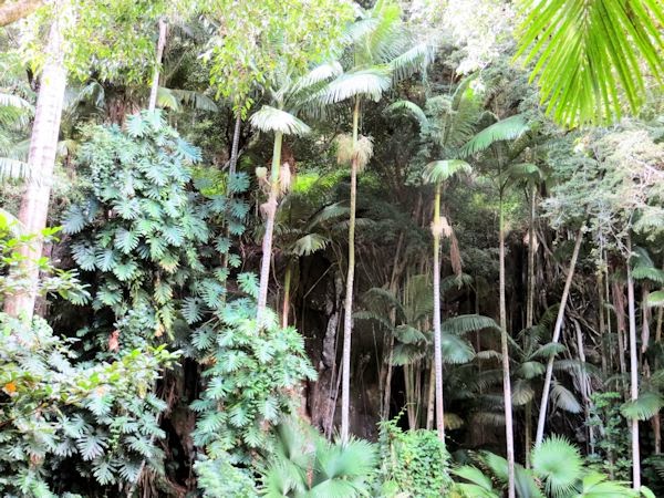 Garden Muses Not Another Toronto Gardening Blog In Love With My