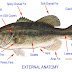 FISH ANATOMY