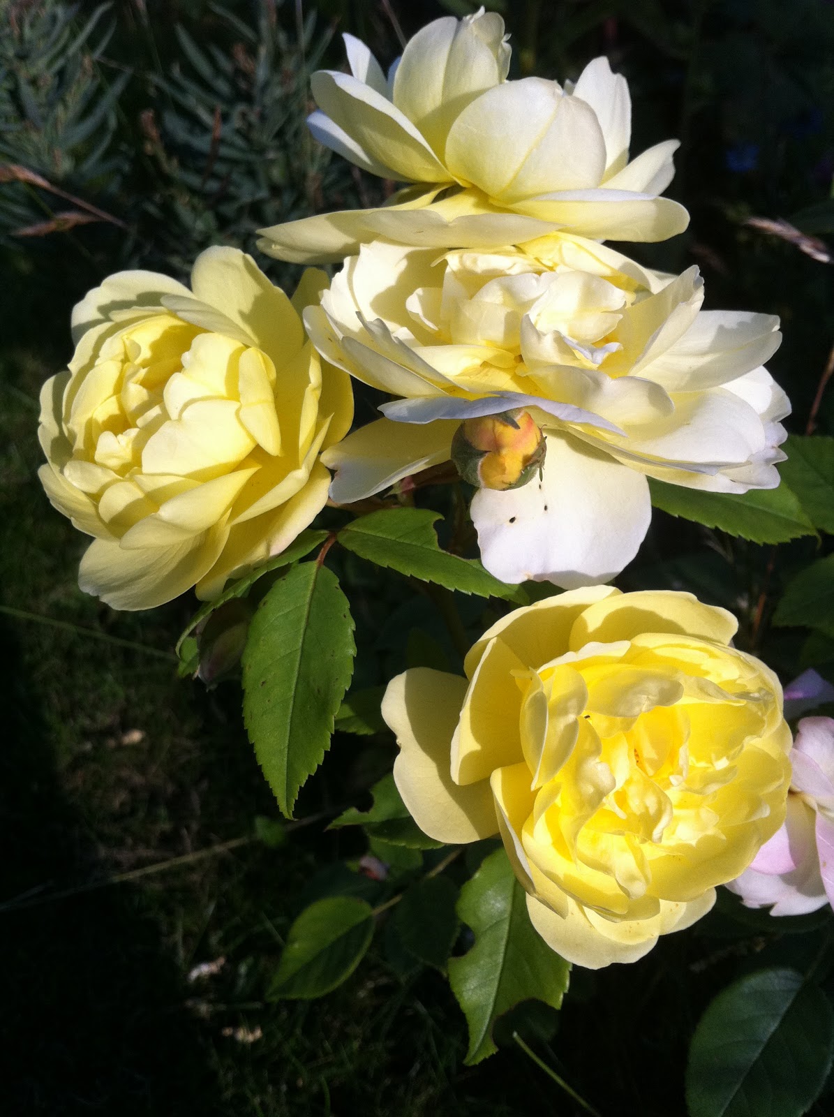 The Yellow Rose of Texas