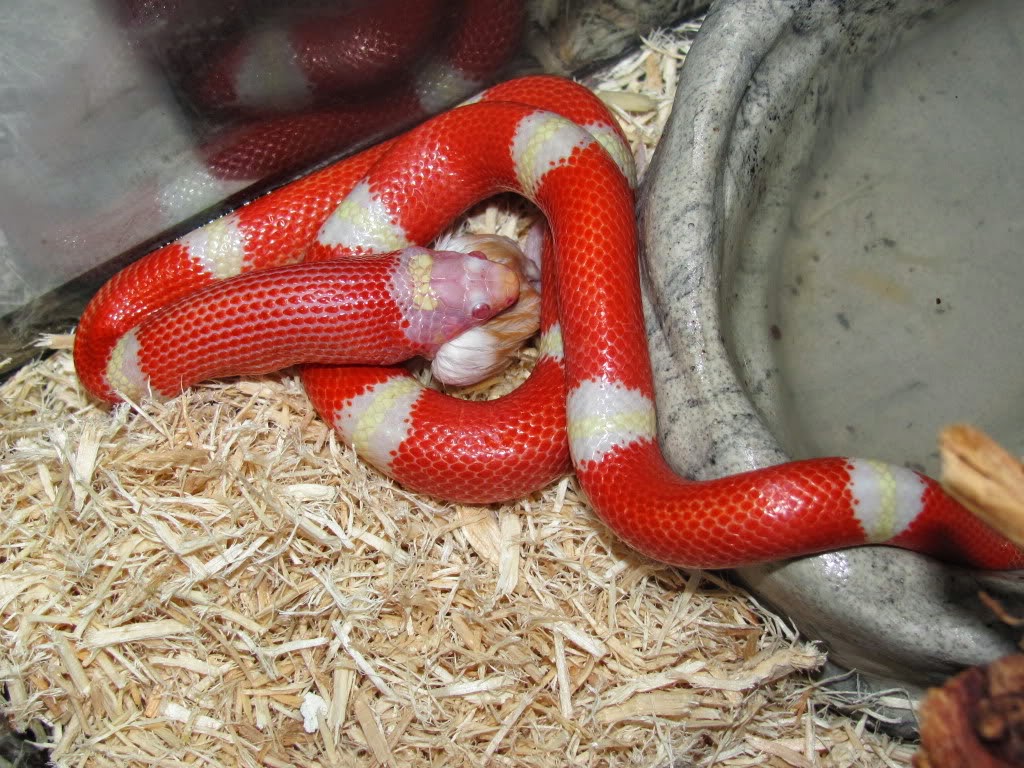 Two Headed Snake Feeding Fun Animals Wiki, Videos, Pictures, Stories